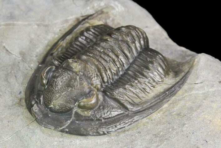 Cornuproetus Trilobite Fossil - Ofaten, Morocco #126289
